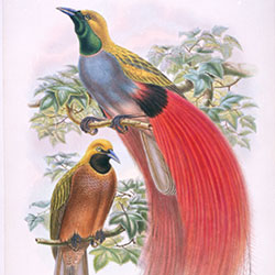 grey-chested bird of paradise